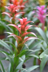 guzmania