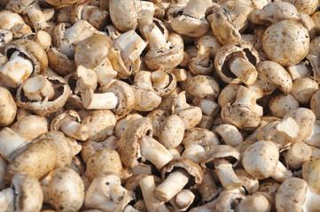 pile of mushrooms