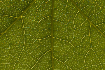 Green Leaf Pattern