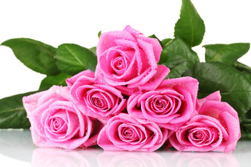 Many pink roses isolated on white