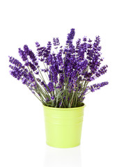 Bouquet lavender in pot