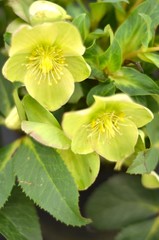 helleborus