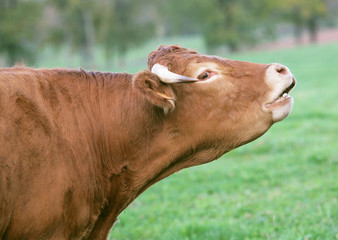 vache brune au champ