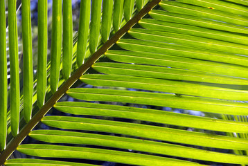 Palm tree leaf macro shot