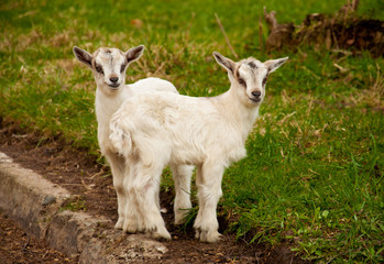 Two little kids of goat without their Mom looking very funny
