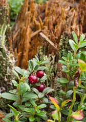 Ripe tasty cowberries