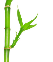 green bamboo