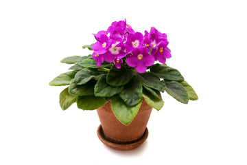 violet in a pot on a white background