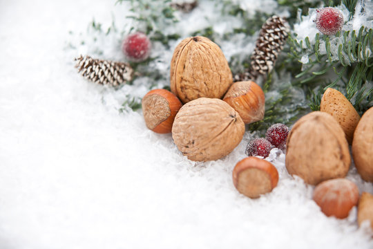 Blautanne mit Schnee und N&uuml;ssen