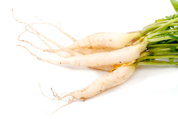 White radish on white background