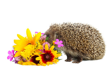 Hedgehog with flowers