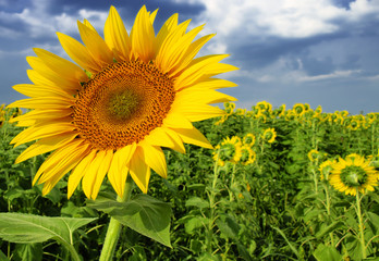 Fototapeta premium Sunflowers field