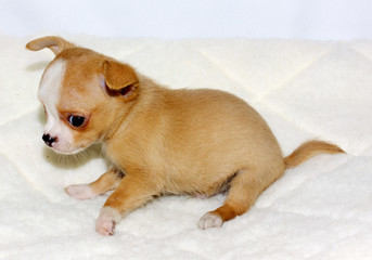 Chihuahua puppy