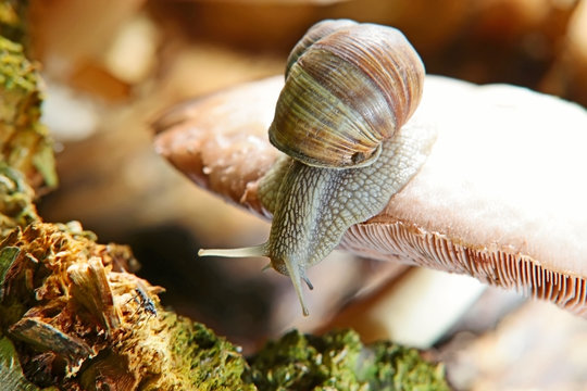 Snail On Mushroom