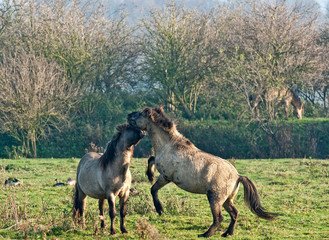 Wild horses cuddling in a field