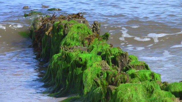 Seetang, Nordsee
