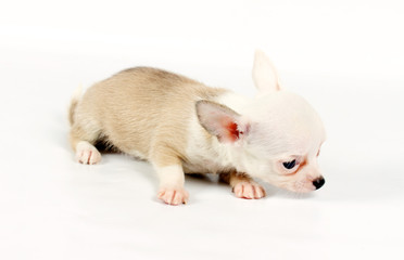 Funny puppy Chihuahua poses