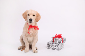 Puppy of golden retriever with presents on white background