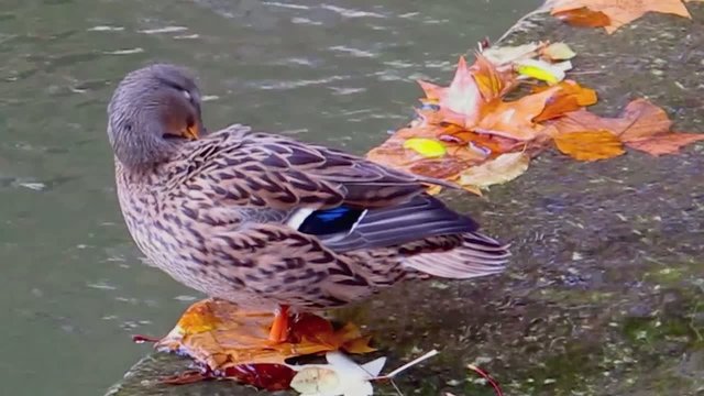 Toilette de canard