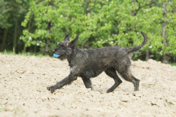 berger picard jouant à la balle