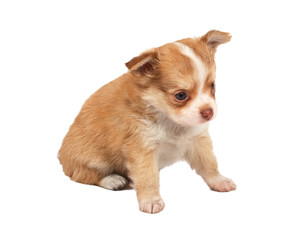 portrait of a cute purebred puppy chihuahua in front of white ba