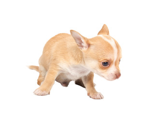 portrait of a cute purebred puppy chihuahua in front of white ba