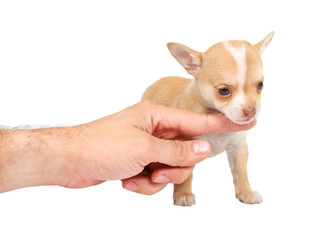 portrait of a cute purebred puppy chihuahua in front of white ba