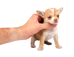 Obraz premium portrait of a cute purebred puppy chihuahua in front of white ba