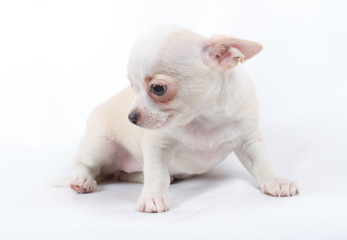 cute small chihuahua puppy sitting on white looking at camera is