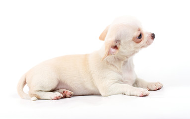 cute small chihuahua puppy sitting on white looking at camera is