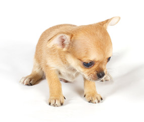 cute small chihuahua puppy sitting on white looking at camera is