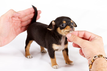 cute small chihuahua puppy sitting on white looking at camera is