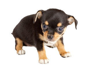 cute small chihuahua puppy sitting on white looking at camera is