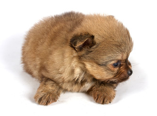 Obraz premium The puppy of the spitz dog in studio