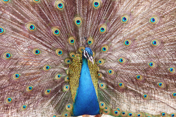 Obraz premium male peacock