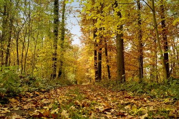 herbstwald