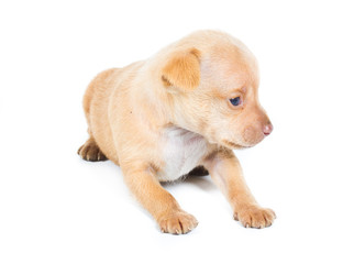 Chihuahua puppy on white background