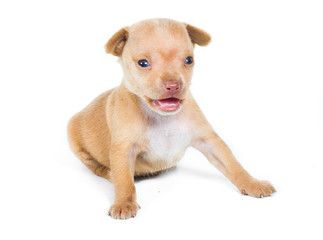 Chihuahua puppy on white background