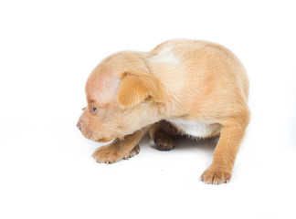 Chihuahua puppy on white background