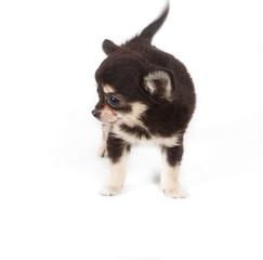 Chihuahua puppy on white background