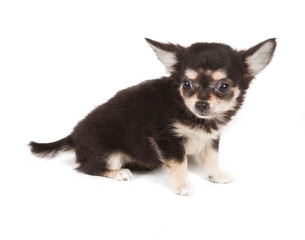 Chihuahua puppy on white background