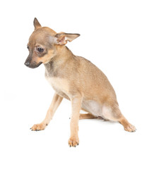 Chihuahua puppy on white background