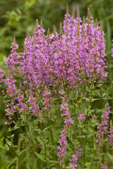 Naklejka premium purple loosestrife