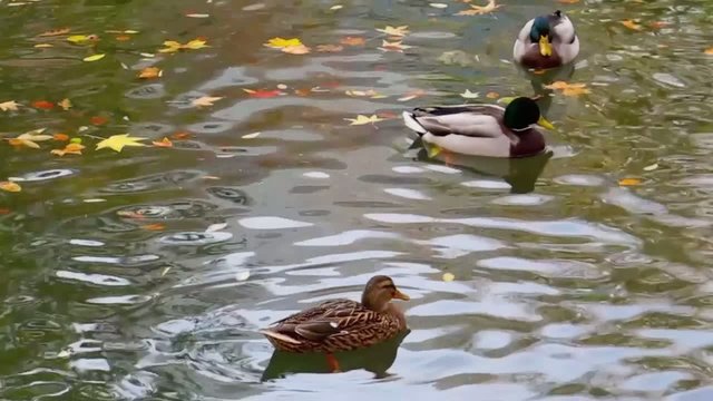 Famille de canards