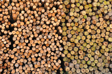 Section of the circular timber