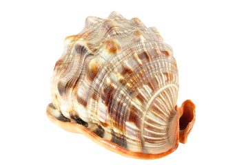 shell isolated on white