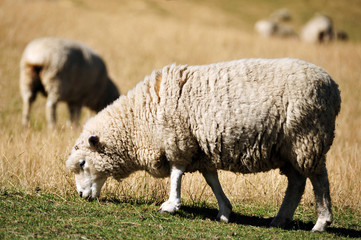 Sheep in a Green Field