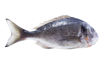 Dorado fish