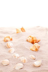 Sea shells on beach sand