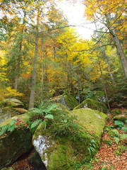 wald im herbst